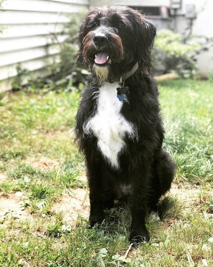 Bullydoodle dog sitting on the grass outdoors