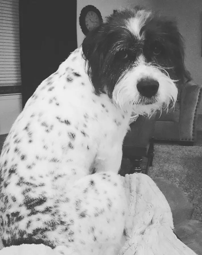 black and white photo of Bullydoodle dog with black spots on its body