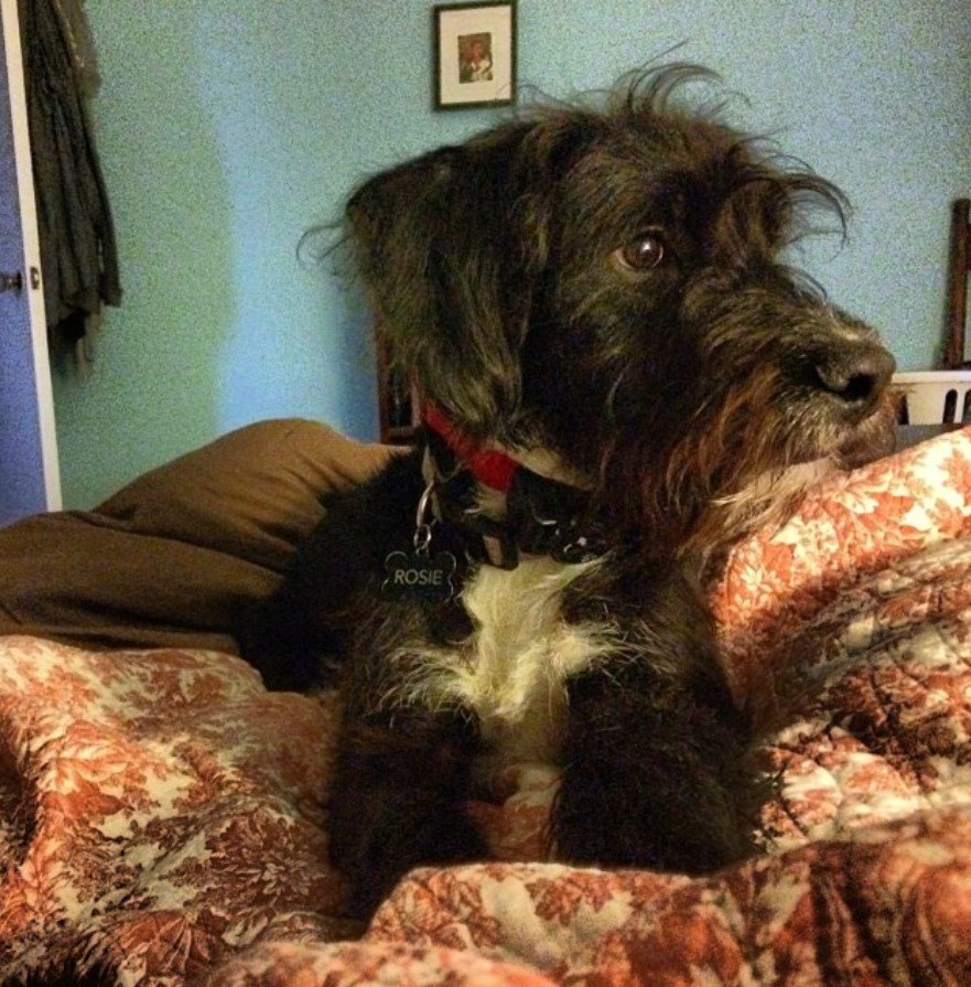 Bullypoo puppy on the bed