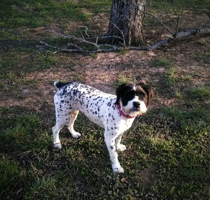 Bullypoo dog with black spots on its body and black and white color on its face