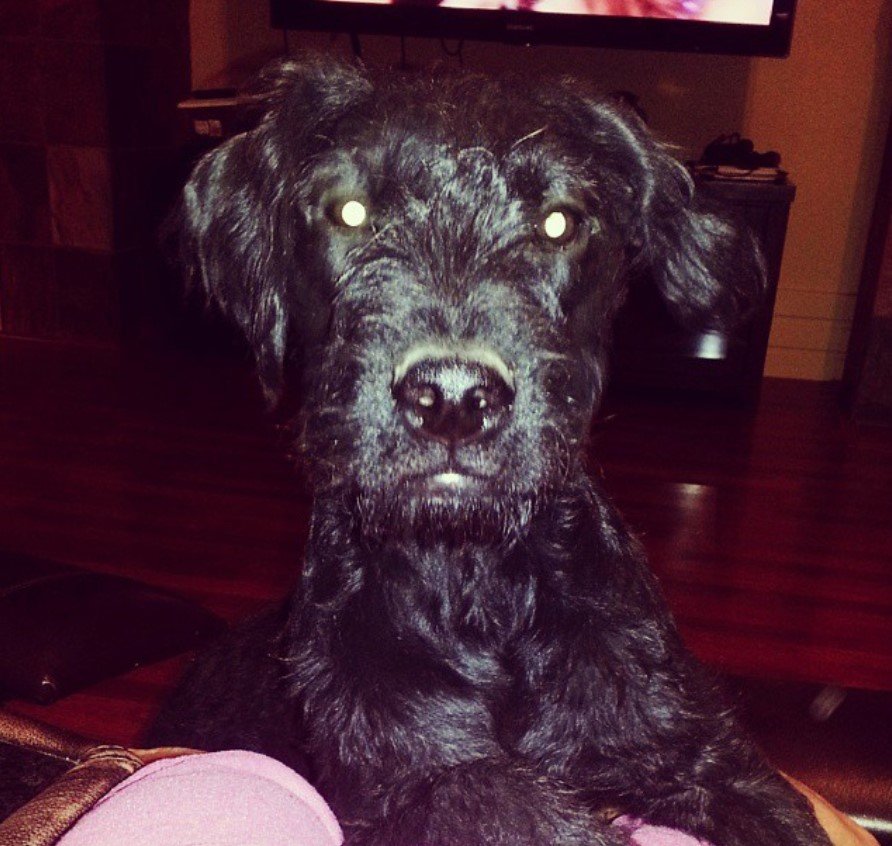 Black Bullypoo with fluffy hair