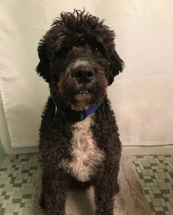 Bullydoodle dog with black curly hair sitting on the towel in the bathroom