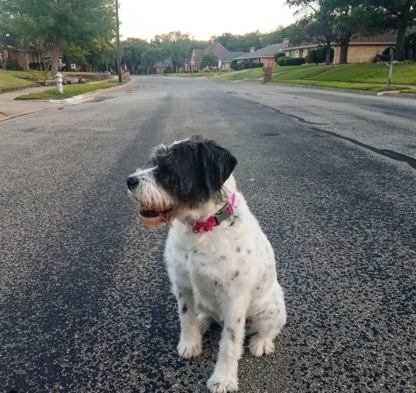 English Bulldog Poodle Mix with black hair on eyes up to its ears while the rest of its body is while with small black spots