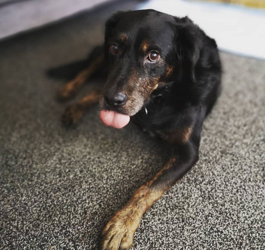 Bullydoodle dog with short black hair lying on the floor