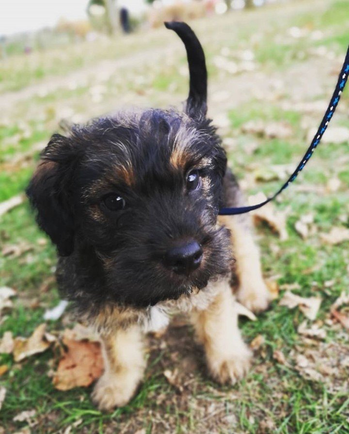 Boddle puppy walking at the park