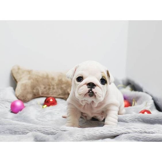 white bald Boodle puppy on top of the bed