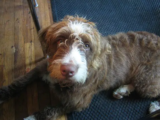 Boodle dog with brown curly hair lying on the floor