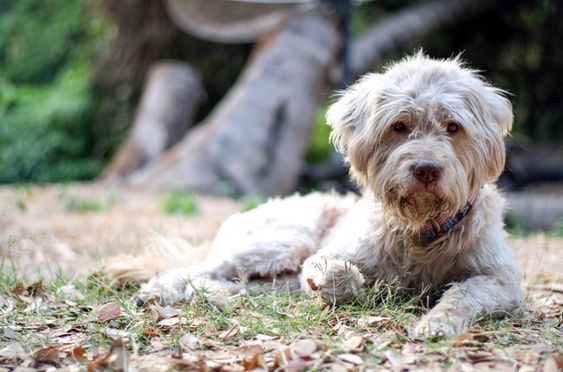  Boodle white white curly hair lying on the grass