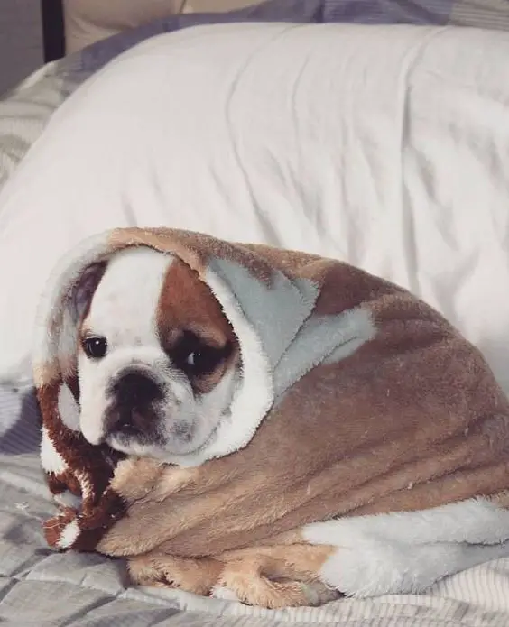 English Bulldog wrapped in a blanket
