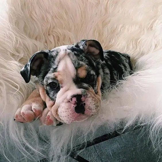 English Bulldog puppy lying down in its furry bed