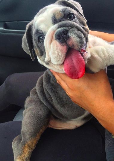 English Bulldog puppy sitting in its owner's lap