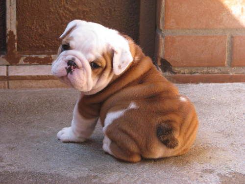 English Bulldog puppy sitting on the floor while looking back