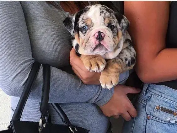 a woman holding an English Bulldog puppy