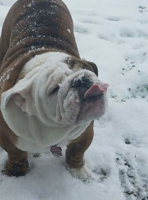 English Bulldog outdoors in snow sticking its tongue out