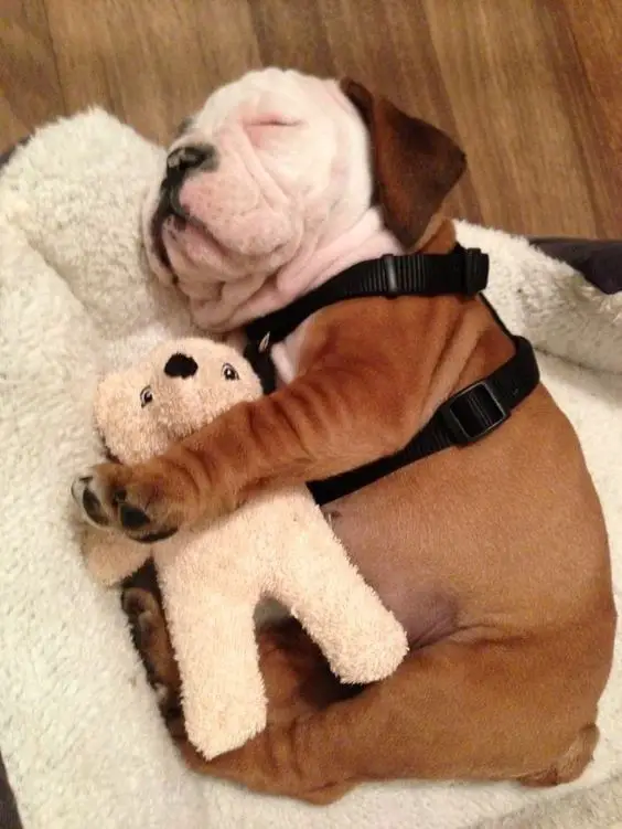 English Bulldog puppy in its bed sleeping while hugging its teddy bear