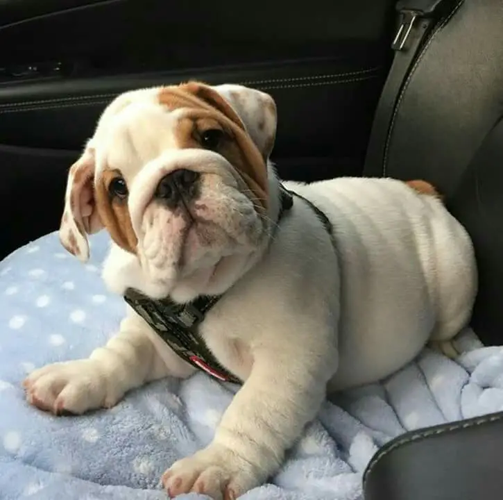 English Bulldog puppy in the passenger seat while staring with its curious face