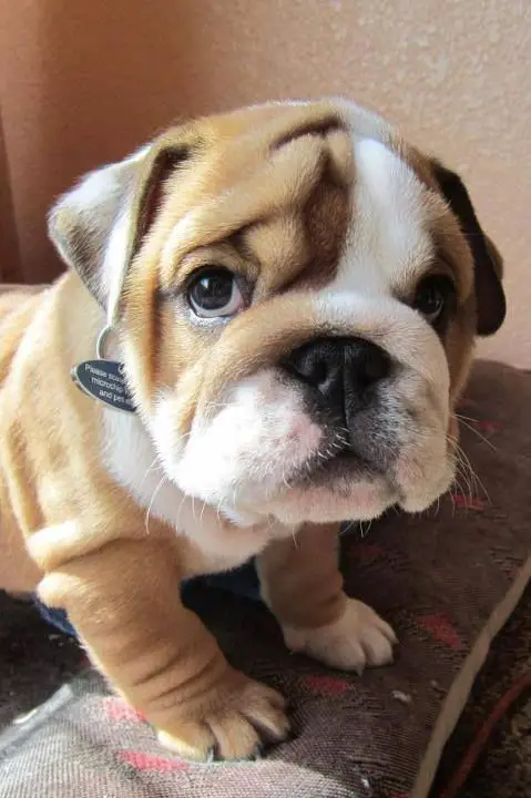 English Bulldog puppy with its begging face