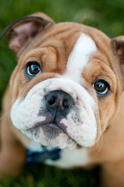 close up photo of an English Bulldog puppy with its sad eyes
