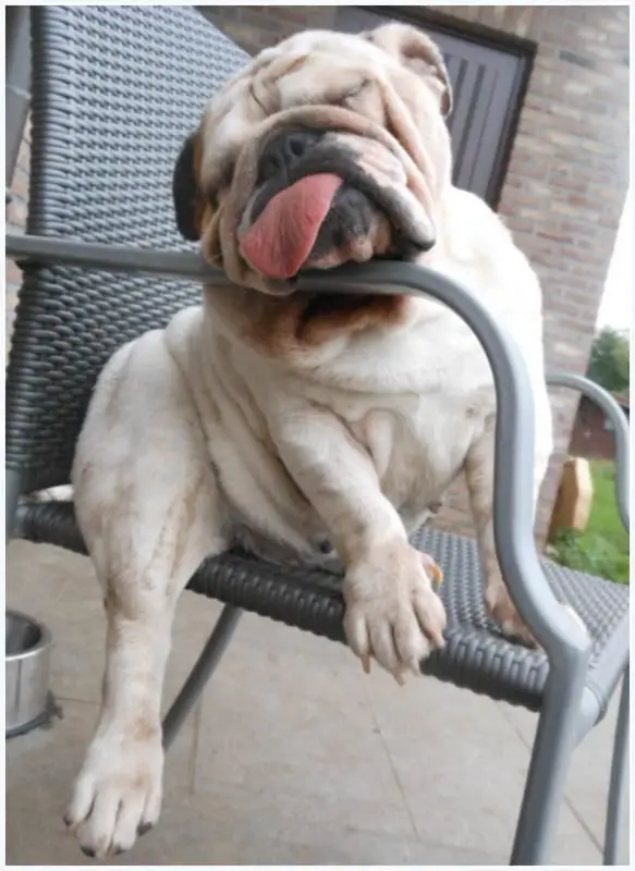 A English Bulldog sleeping with its head on the arms of the chair while its tongue it sticking out