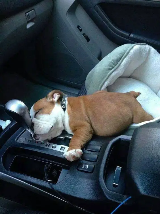 English Bulldog puppy sleeping on the passenger seat of the car with its nose on the car's gear lever 