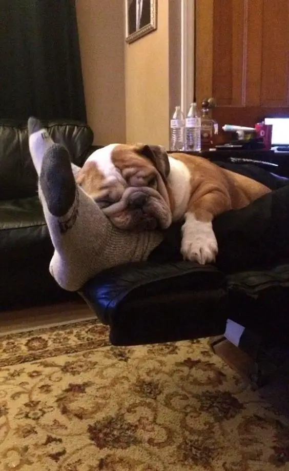 English Bulldog sleeping on top of its owner's feet