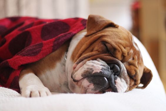 English Bulldog snuggled up in blanket while sleeping on the bed