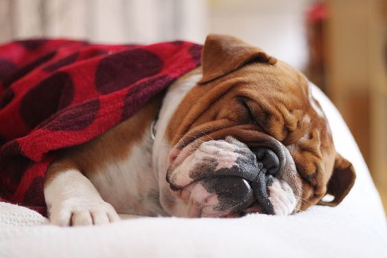 English Bulldog snuggled up in blanket while sleeping on the bed