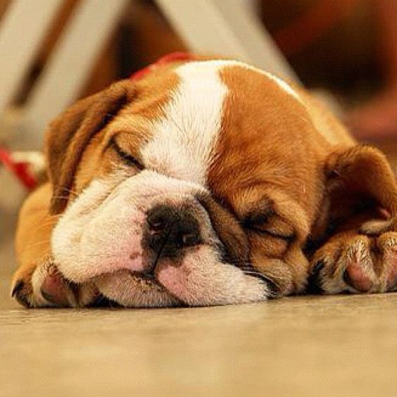 English Bulldog puppy lying on the floor sleeping