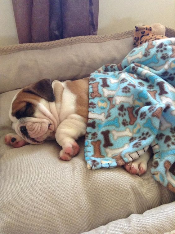 English Bulldog puppy sleeping on the couch while covered in blanket