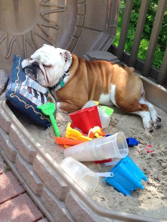 English Bulldog sleeping on the sand outdoors