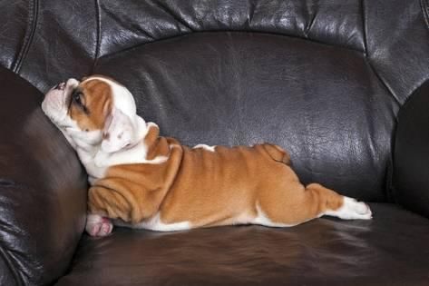 English Bulldog puppy sleeping on the couch