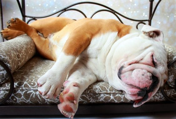 English Bulldog sleeping on the bed