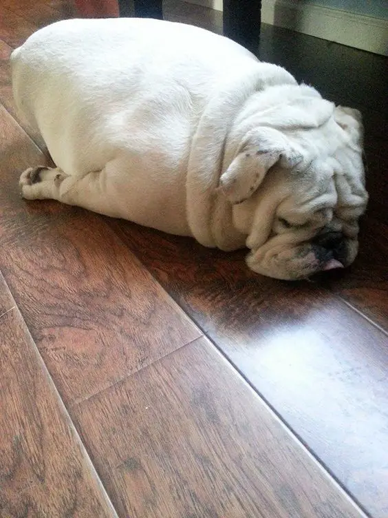 English Bulldog sleeping on the floor