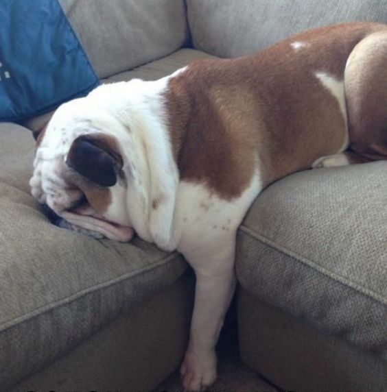 English Bulldog sleeping with its face pressed in the couch