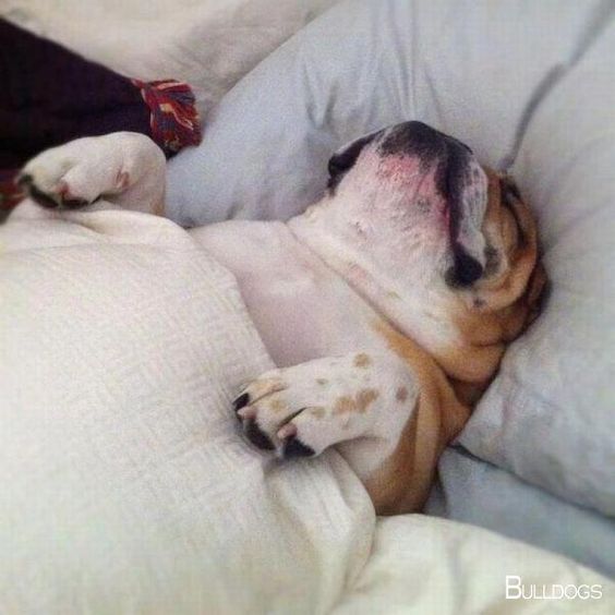 English Bulldog sleeping on the bed