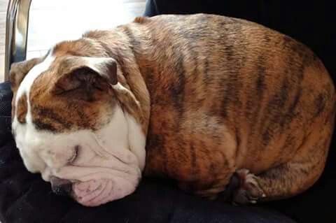 English Bulldog curled up sleeping on the couch