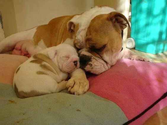English Bulldog adult and puppy sleeping on their bed