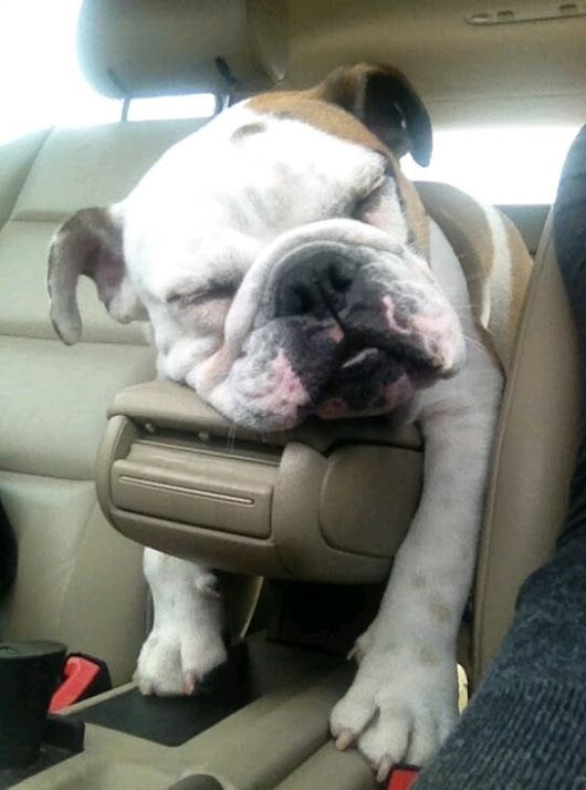 English Bulldog sleeping on top of the car's arm part of the seat