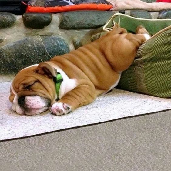 English Bulldog sleeping on the floor