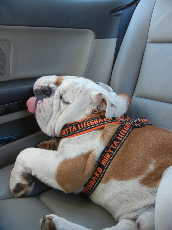English Bulldog sleeping on the car with its face leaning on the door and its tongue sticking out