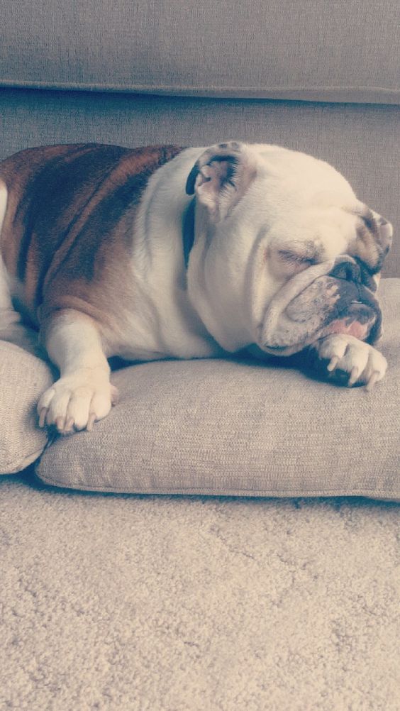 English Bulldog sleeping soundly on the couch