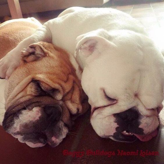 two English Bulldog sleeping soundly beside each other