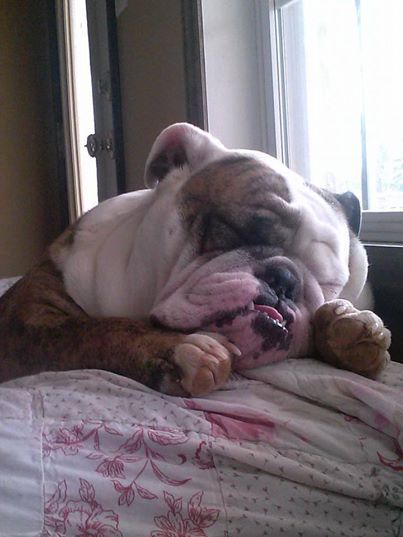 English Bulldog sleeping on the bed