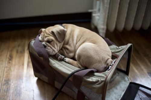 English Bulldog sleeping on top of its travel cage