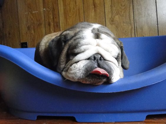 English Bulldog sleeping with its head resting on top of the side of its bed while its tongue is sticking out