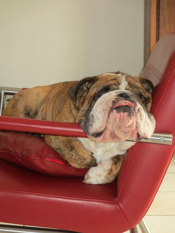 English Bulldog sleeping on the chair with its head resting on the arms of the chair while it's tongue is stickiing out