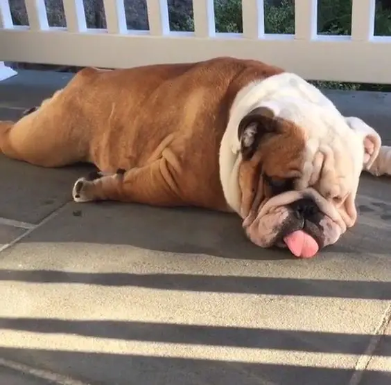 English Bulldog lying down on the floor sleeping with its tongue sticking out