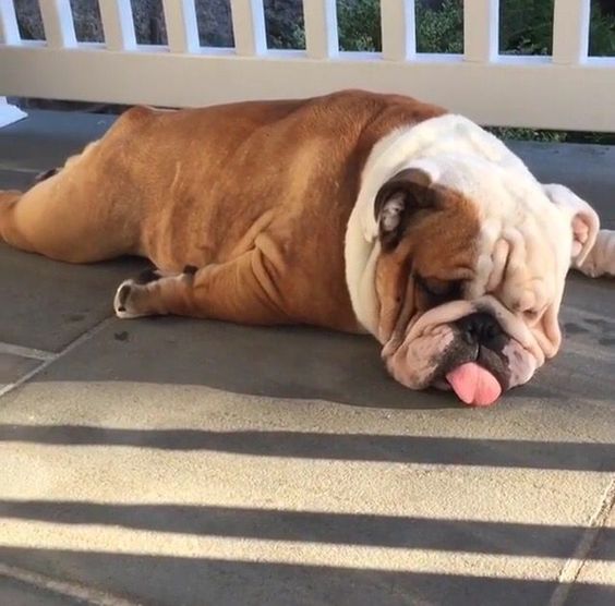 List 100+ Images why do bulldogs sleep with their tongues out Latest