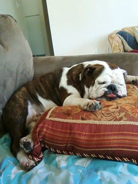 English Bulldog sleeping on the couch with its head on top of the pillow