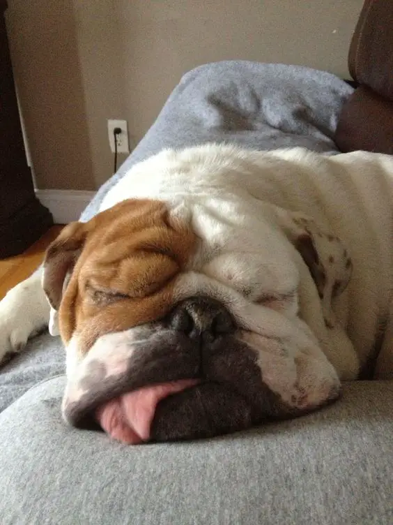 English Bulldog sleeping on the bed with its tongue sticking out